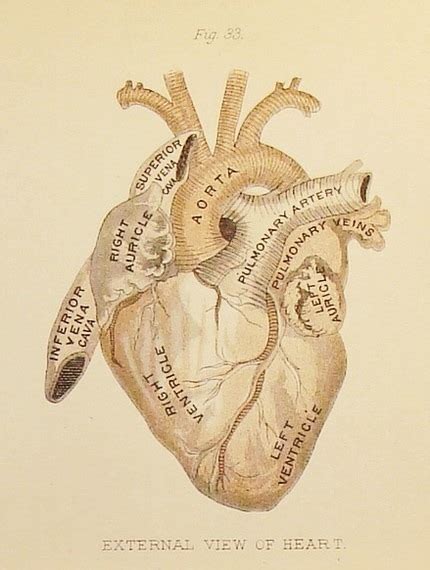 anatomical heart on Tumblr