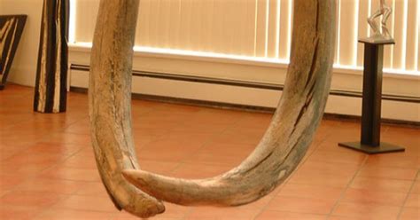 Woolly Mammoth Tusks Listed For Sale In Bitcoin, Dollars | HuffPost ...