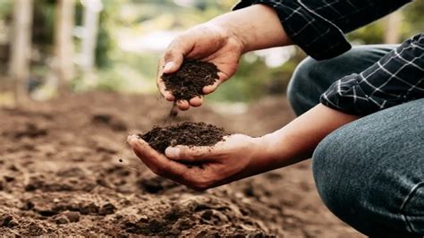 Soil With Compost: A Beginner's Guide