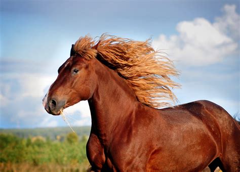 Todo sobre el desarrollo muscular en los caballos - Royal Horse