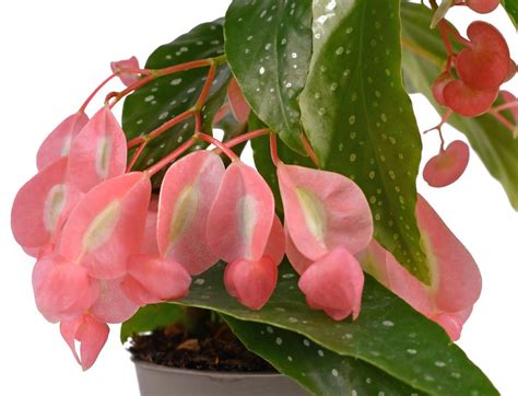 Tamaya: Begonia maculata para crescer dentro de casa – Dicas da avó