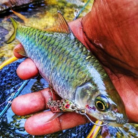 Copper Mahseer (Ikan Tengas) on Silau Spoon