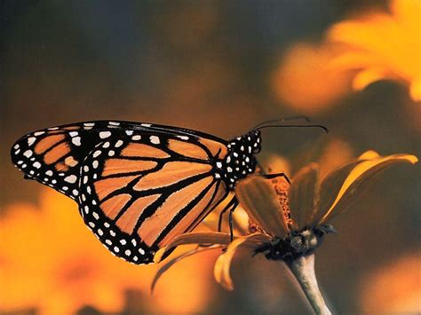 Monarch Butterfly Wallpapers - Wallpaper Cave