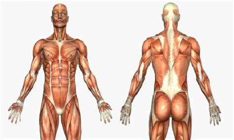 Package 2: Animated Muscle & Skeletal Tutorials Plus Study Guides - MassagePrep