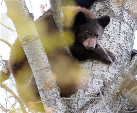 Feature photos: Black bear and cubs in tree | Montana News ...