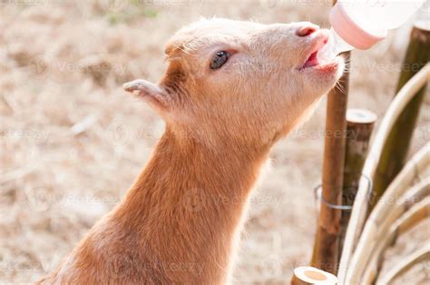 feeding baby goat with milk bottle at farm,Feed the hungry goat with ...