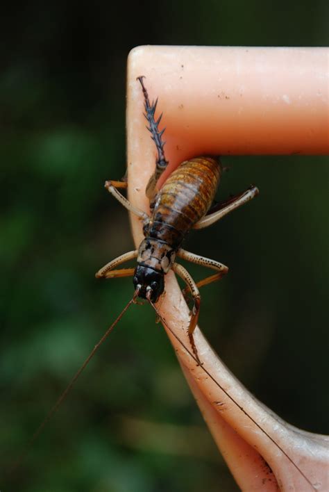 Weta,new zealand,anostostomatidae,insect,animal - free image from ...