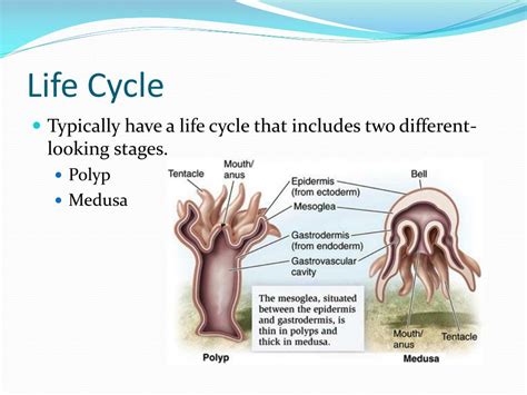 PPT - Phylum Cnidaria PowerPoint Presentation, free download - ID:2516844