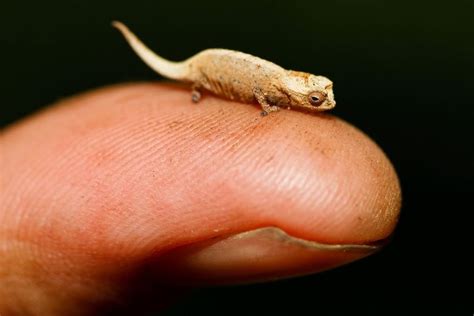 This tiny leaf chameleon (brookesia micra) was discovered in Madagascar in 2012. Adult males can ...