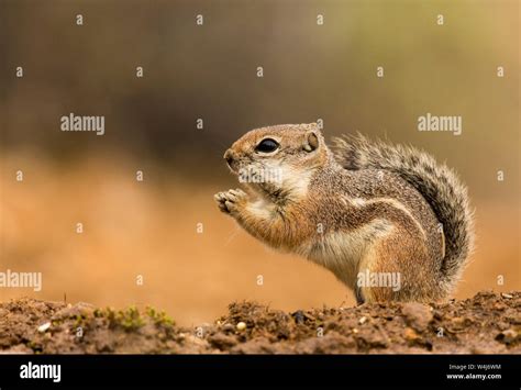 Antelope squirrel. Arizona Stock Photo - Alamy