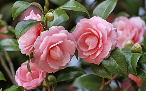 Camellia Japonica bush, winter, graphy, garden, bush, camellia, pink ...