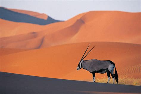 Welcome to the Namib Desert - Namibia Safaris