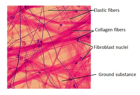 What is the function of areolar tissue?(a) Supports internal delicate ...