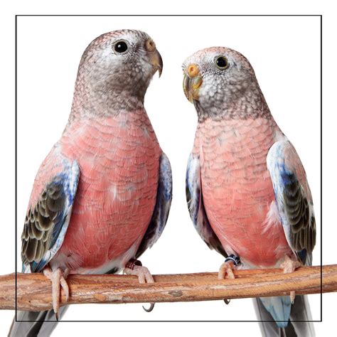 Rosey Bourke Parakeets Photograph by Lee Feldstein