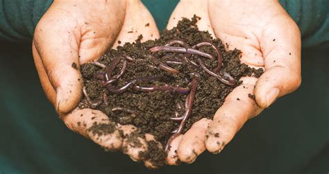 How To Use A Compost Bin (Beginner’s Step-By-Step Guide)