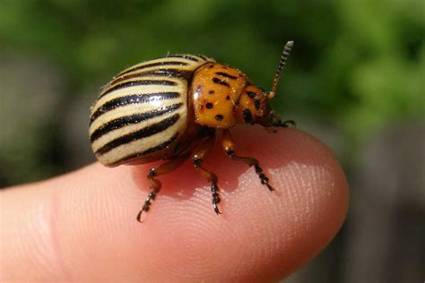 Potato beetle, control Colorado beetle with organic methods