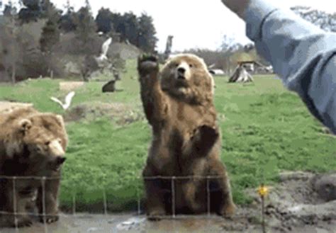 12 Reasons Why Bears Are The Absolute Worst