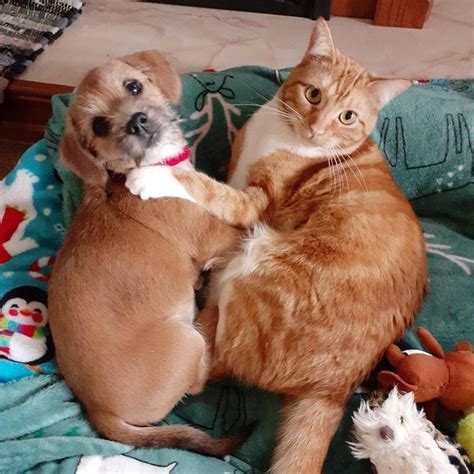 20 Funny Photos of Dogs and Cats Together | Reader’s Digest