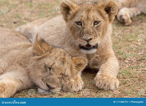 Lion cub South Africa stock image. Image of safari, predator - 111386721