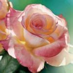 Princess Charlene de Monaco – Melvilles Roses