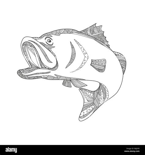 Drawing barramundi hi-res stock photography and images - Alamy