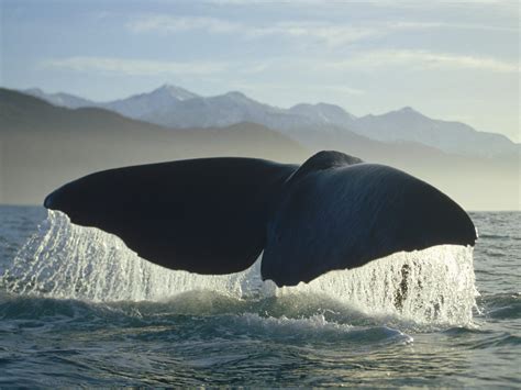 Awesome power | Whale, Sea animals, Whale tail