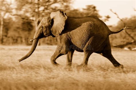 Young Elephant Running Away Stock Image - Image of chase, ivory: 16537615
