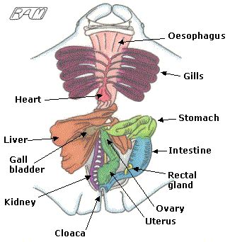 ray anatomy - Google Search | Manta ray, Manta, Exotic pets