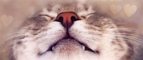 Happy Cat Wallpapers - Top Free Happy Cat Backgrounds - WallpaperAccess