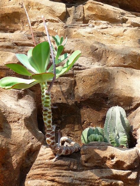 Xerophytes stock photo. Image of rocky, tropics, succulents - 214708726