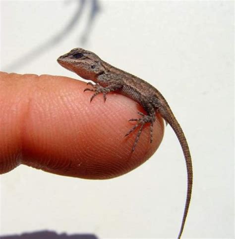 How To Care For Baby Lizards/Geckos | Reptiles Amino