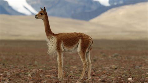 Vicuña, Guia de Fauna. RutaChile, Fauna en ARGENTINA