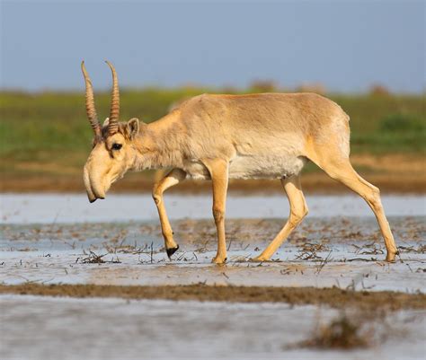 Wildlife of Russia: Saiga Antelope : r/JewelsofRussia