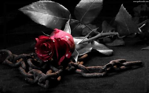 10 Best Black Rose Wallpaper Gothic FULL HD 1920×1080 For PC Background 2020