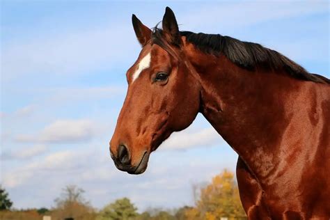 American Quarter Horse Breed: Care, Cost & History (2024) | Horses Only