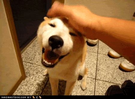 funny dog pictures - Goggie Gif: Feelz Gud, Man! | Funny dog pictures, Funny dogs, Dog pictures