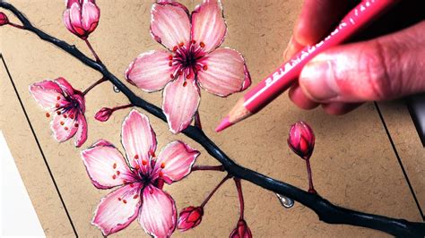 How to Draw Cherry Blossoms - YouTube