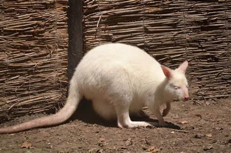 Albino Kangaroo