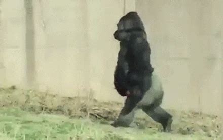 Gorilla walking on two feet (very funny) | allkpop Forums