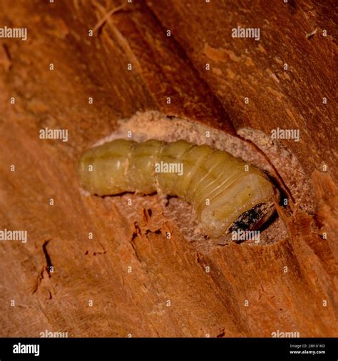 Wood borer Beetle Larvae Stock Photo - Alamy