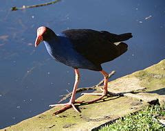 Category:Porphyrio melanotus of Centennial Park, Sydney - Wikimedia Commons