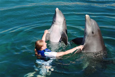 Cancun Swim with Dolphins| Riviera Maya Dolphin Swim | Mexico | Dolphin ...