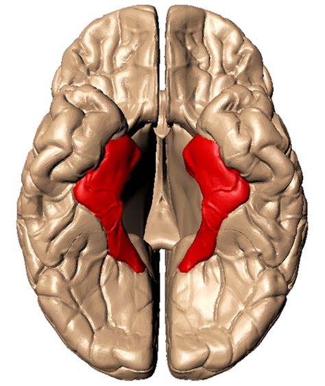 9.3: Introduction to Memory and the Brain - Social Sci LibreTexts