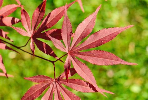 Acer palmatum 'Atropurpureum' (Japanese Maple)