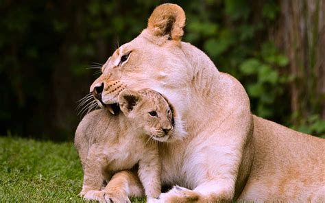 Lioness and her Cub, Lion, Cub, Wild, Animals, HD wallpaper | Peakpx