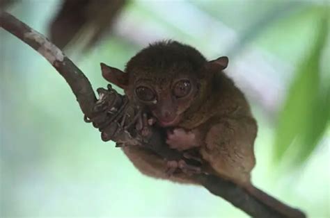 Pygmy Tarsier