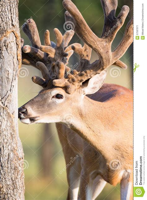 Non-typical Whitetail Buck Rubbing Antlers On Tree Royalty-Free Stock ...