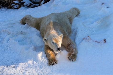 Download Lying Down Winter Snow Animal Polar Bear HD Wallpaper