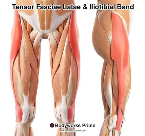 Tensor Fasciae Latae (TFL) Muscle Anatomy - Bodyworks Prime