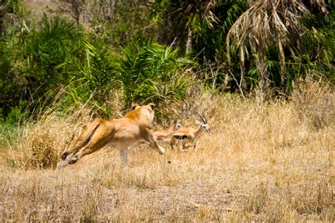 Lion hunting Thomson's gazelles photo - Peter Löffler photos at pbase.com